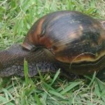 GiantAfricanSnail