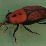 RedPalmWeevil