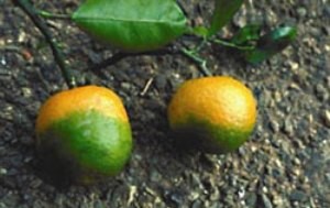 citrus-greening-300x188