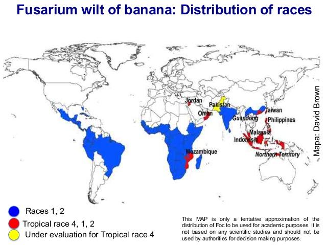 Fusarium Wilt of Banana-Distribution of races