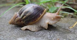 african-snail-og