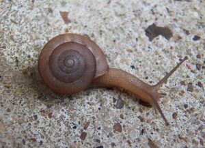 asian tramp snail