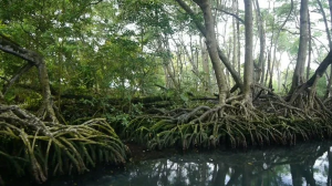 mangroves