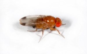 spotted wing