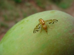 west indian fruit fly 2